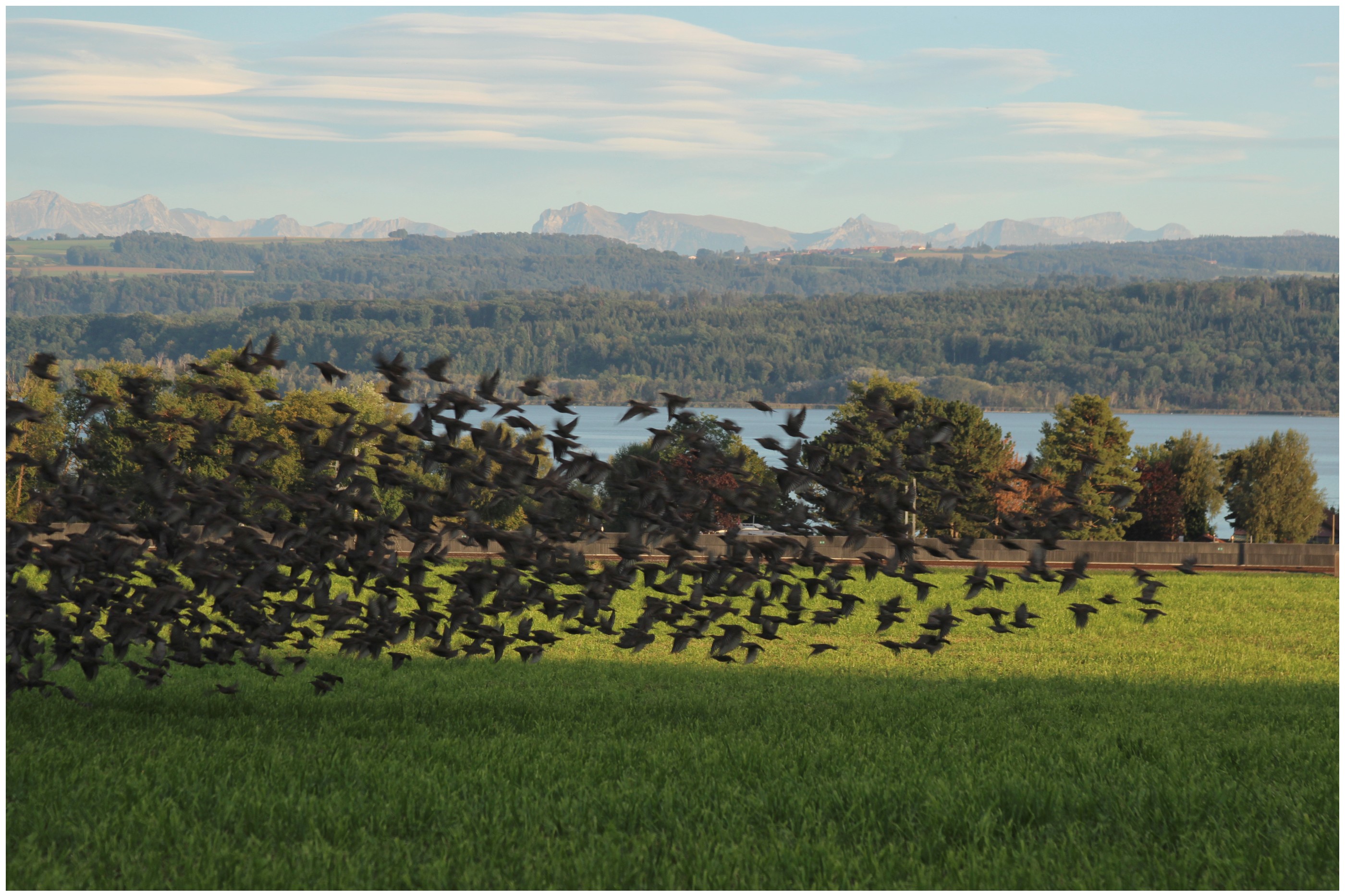 Essaim d'oiseau étourneaux